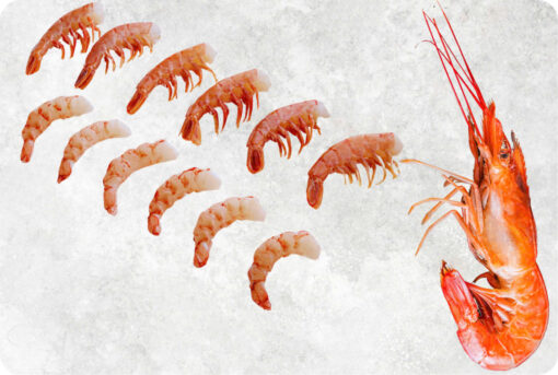 1-frozen-argentina-red-shrimp-supplier-exporter-vietnam.jpg Frozen Argentina Red Shrimp