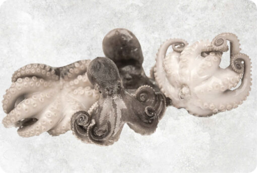 1-frozen-baby-octopus-whole-clean-flower-shape-supplier-exporter-vietnam.jpg Frozen Whole Cleaned Baby Octopus (Flower Shape)