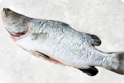 Frozen Barramundi Whole Clean (Sea Bass)