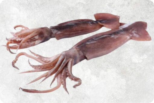 Frozen Black Squid Whole Round