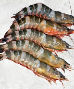 frozen-raw-hlso-and-pd-cat-tiger-shrimp