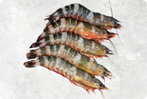 Frozen Raw HLSO And PD Cat Tiger Shrimp