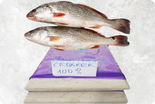 Frozen Croaker Surimi (Frozen Guchi Surimi)