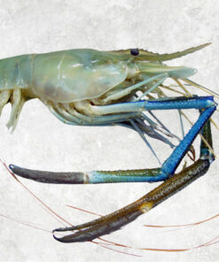frozen-raw-hoso-scampi-shrimp