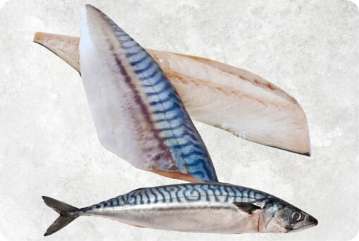 1-frozen-norway-japanese-mackerel-supplier-exporter-vietnam.jpg Frozen Norway And Japanese Mackerel