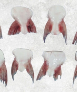 frozen-pangasius-fin-swai-fish