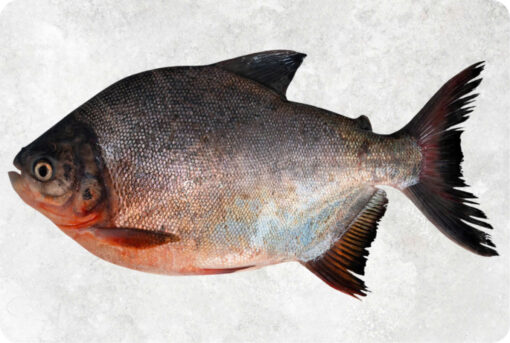 1-frozen-red-pacu-whole-round-supplier-exporter-vietnam.jpg Frozen Red Pacu Whole Round (Red Pomfret)