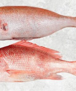 frozen-red-snapper-whole-clean-wggs