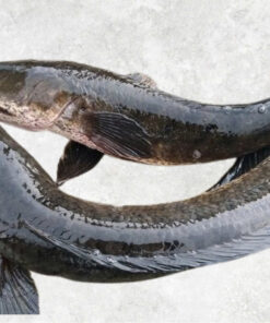 frozen-snakehead-fish-whole-round