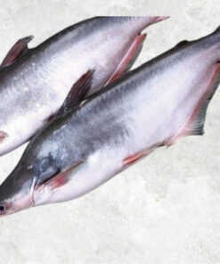 frozen-whole-round-pangasius-swai-fish