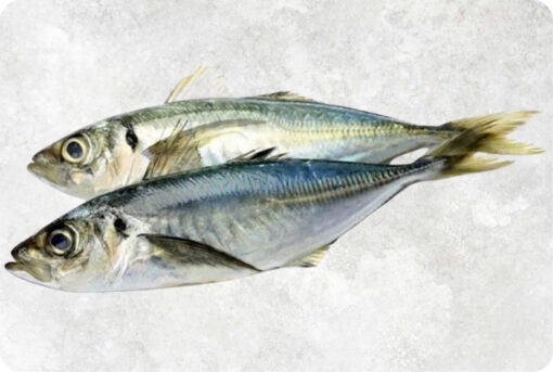 Frozen Round And Yellow Tail And Layang Scad Whole Round