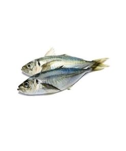 horse-mackerel-fish